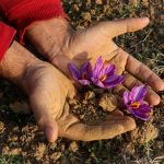 0.5g of organic saffron – a pure Persian aroma in a naturally elegant, compact form