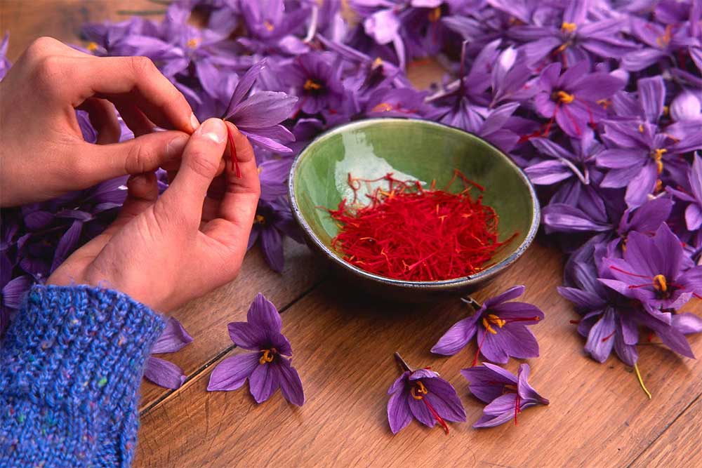 زعفران و تندرستی: چگونه زعفران کیفیت زندگی را ارتقا می‌دهد؟