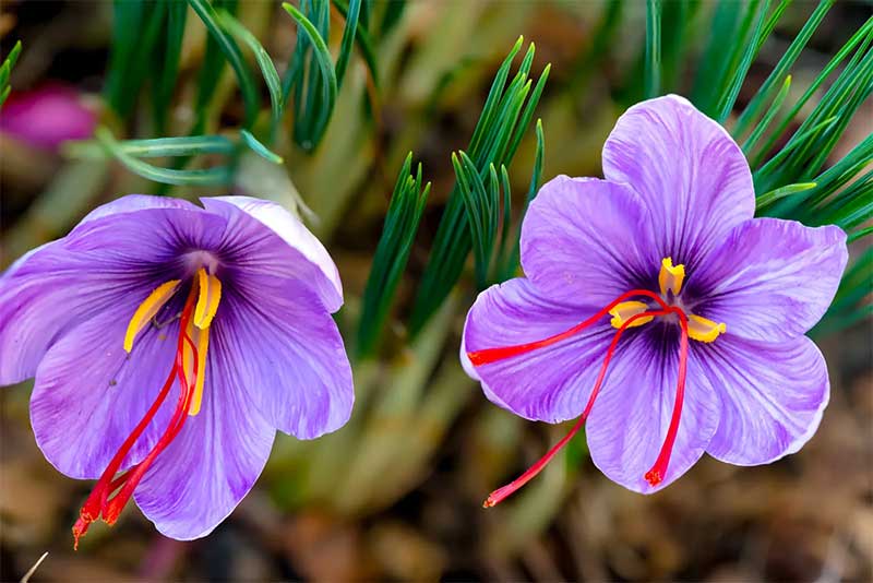 زعفران برای چه چیزی خوب است؟ کاربردهای دارویی و آشپزی زعفران