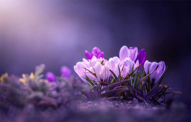 زعفران برای چه چیزی خوب است؟ کاربردهای دارویی و آشپزی زعفران